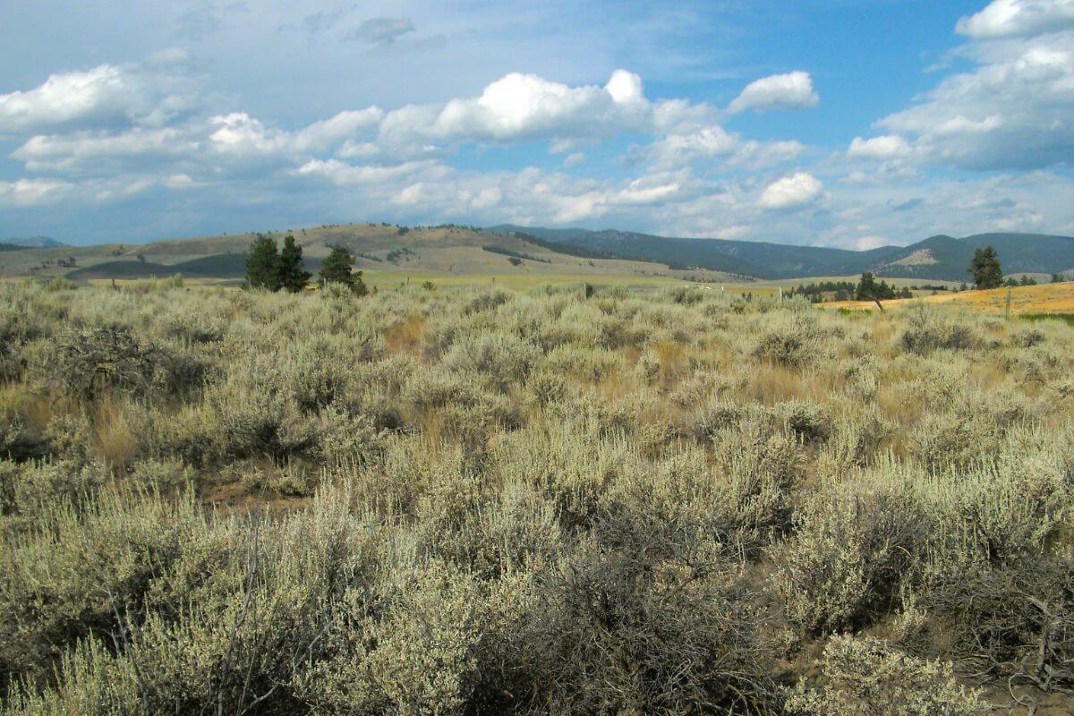 A view of Montana's Wildlife Management Areas, which offer hunting opportunities in the state