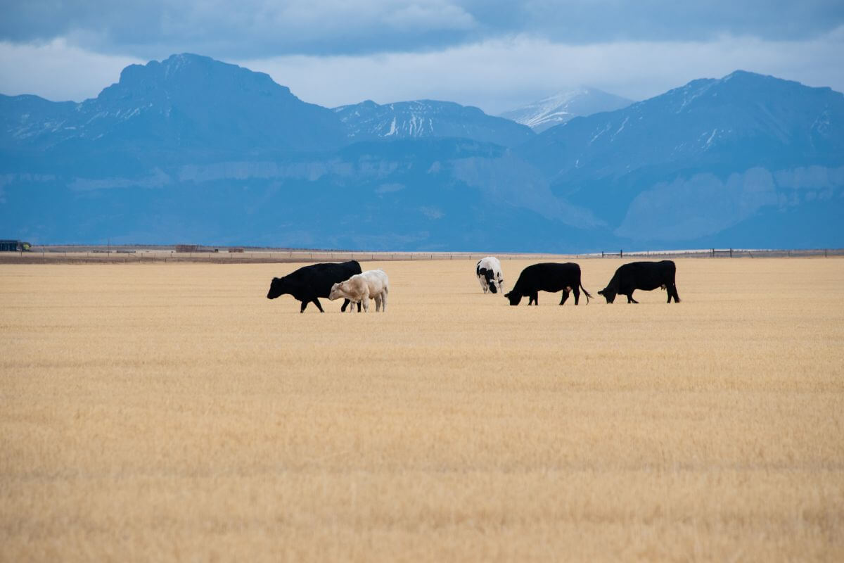 Cows grazing in a field in Montana.