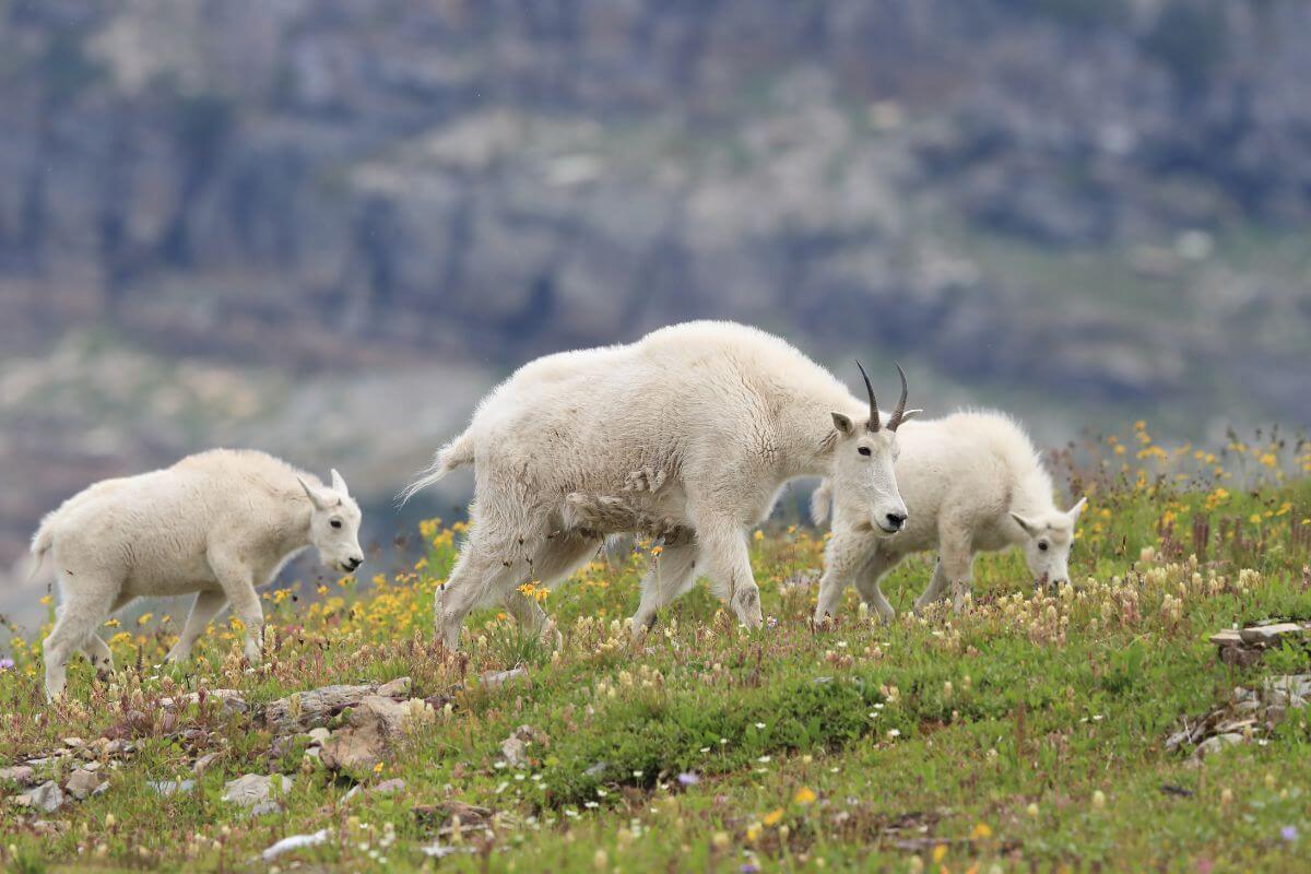 Three Montana mountain goats, one adult and two kids, are grazing on a grassy hillside with flowers.