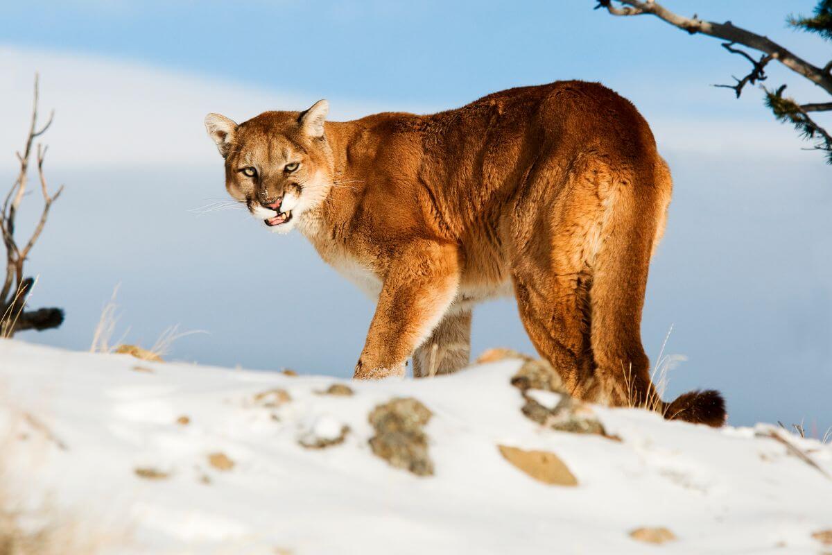 A Montana mountain lion stands alert on a snowy hill under a clear blue sky, turning its head towards the camera with its mouth slightly open.