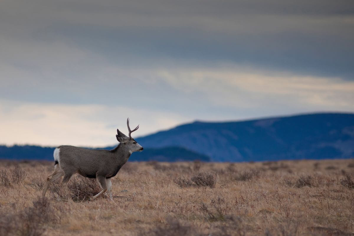 A mule deer walking through a field in Montana with a mountain in the background.