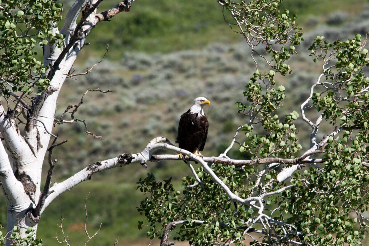 A bald eagle perched atop a tree branch in the Montana grasslands.