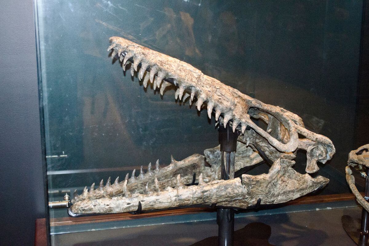 The skull of a prehistoric sea creature displayed in a museum in Montana.