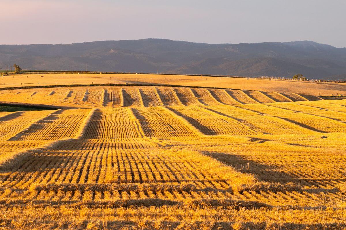 A field of hay with mountains in the background, depicting Montana's agricultural heritage.