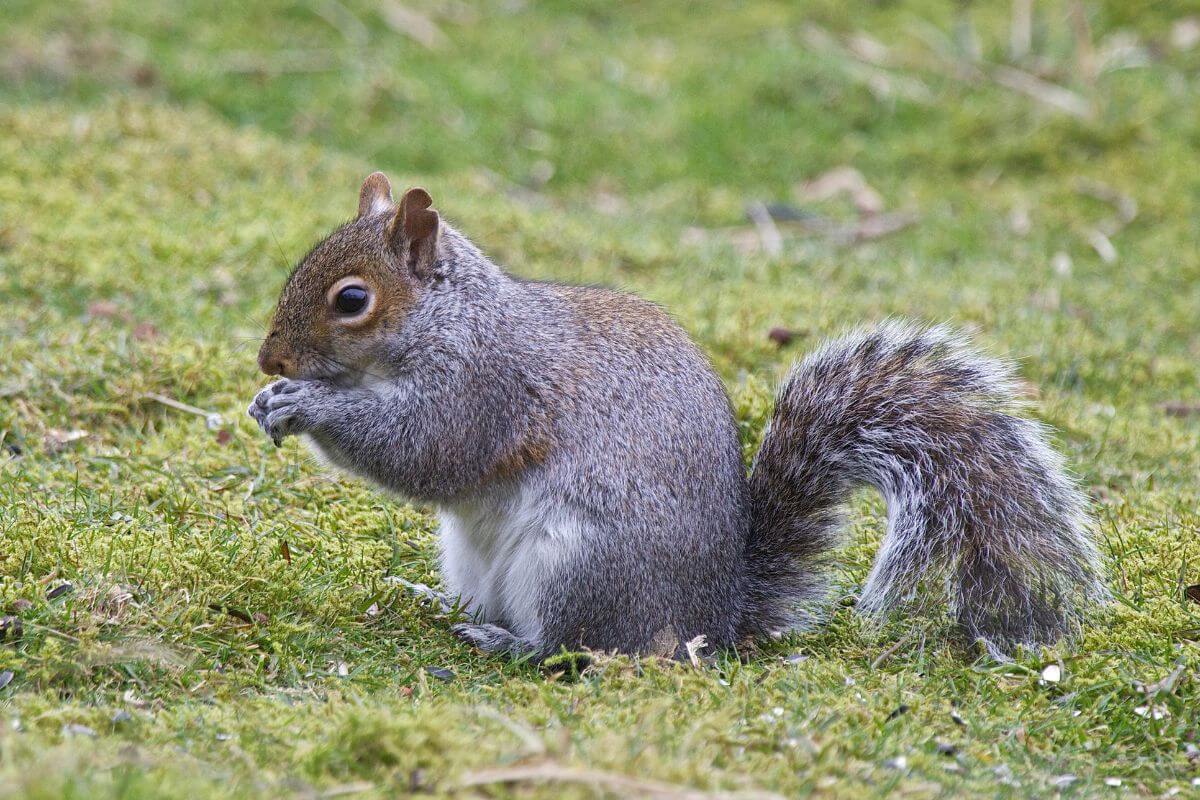 A gray squirrel forages for food in a grassy field in Montana