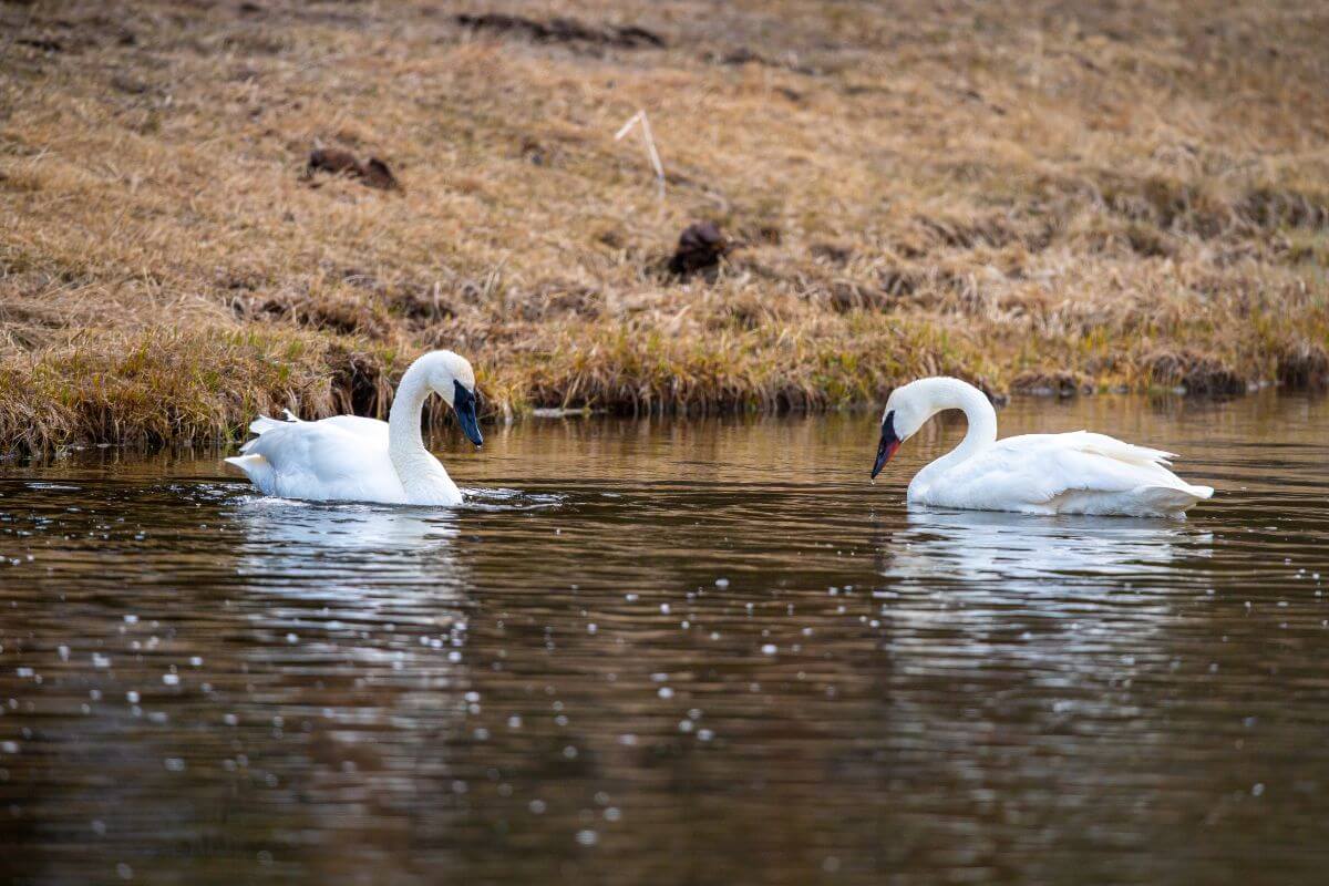 A pair of swans sighted swimming in a river in Montana during hunting season