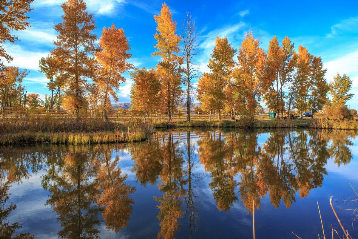 Autumn trees are reflected in a pond during September, marking the start of Montana's upland bird hunting season.