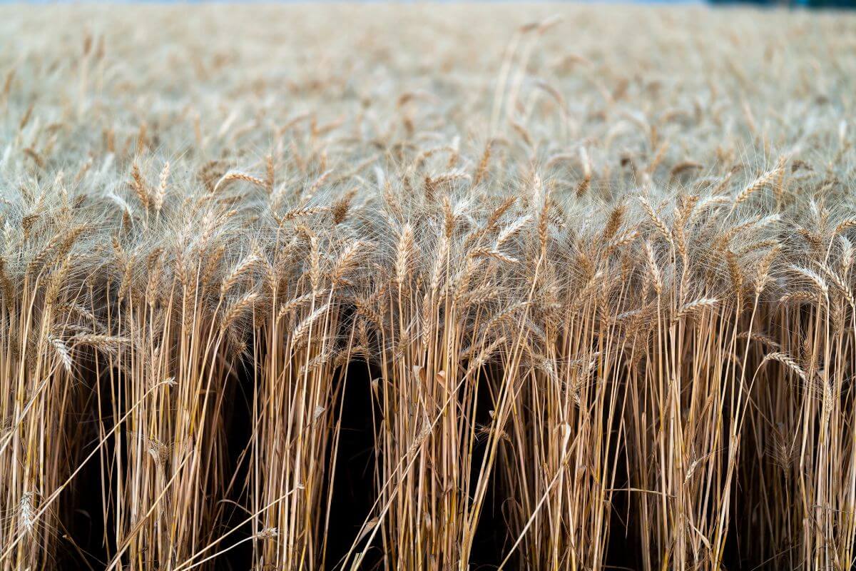 Field of Wheat That Is Ready for Harvesting