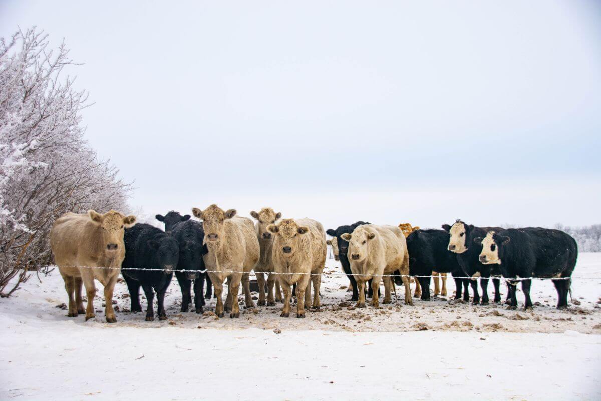 A group of cows enduring a bitterly cold winter in Montana