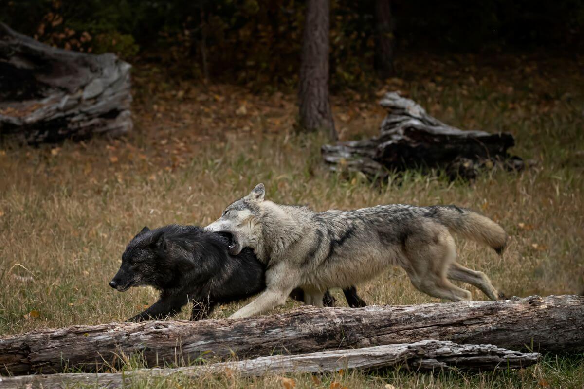 A dark and light-furred gray wolf engage in a playful interaction by a log in a forest clearing in Montana.