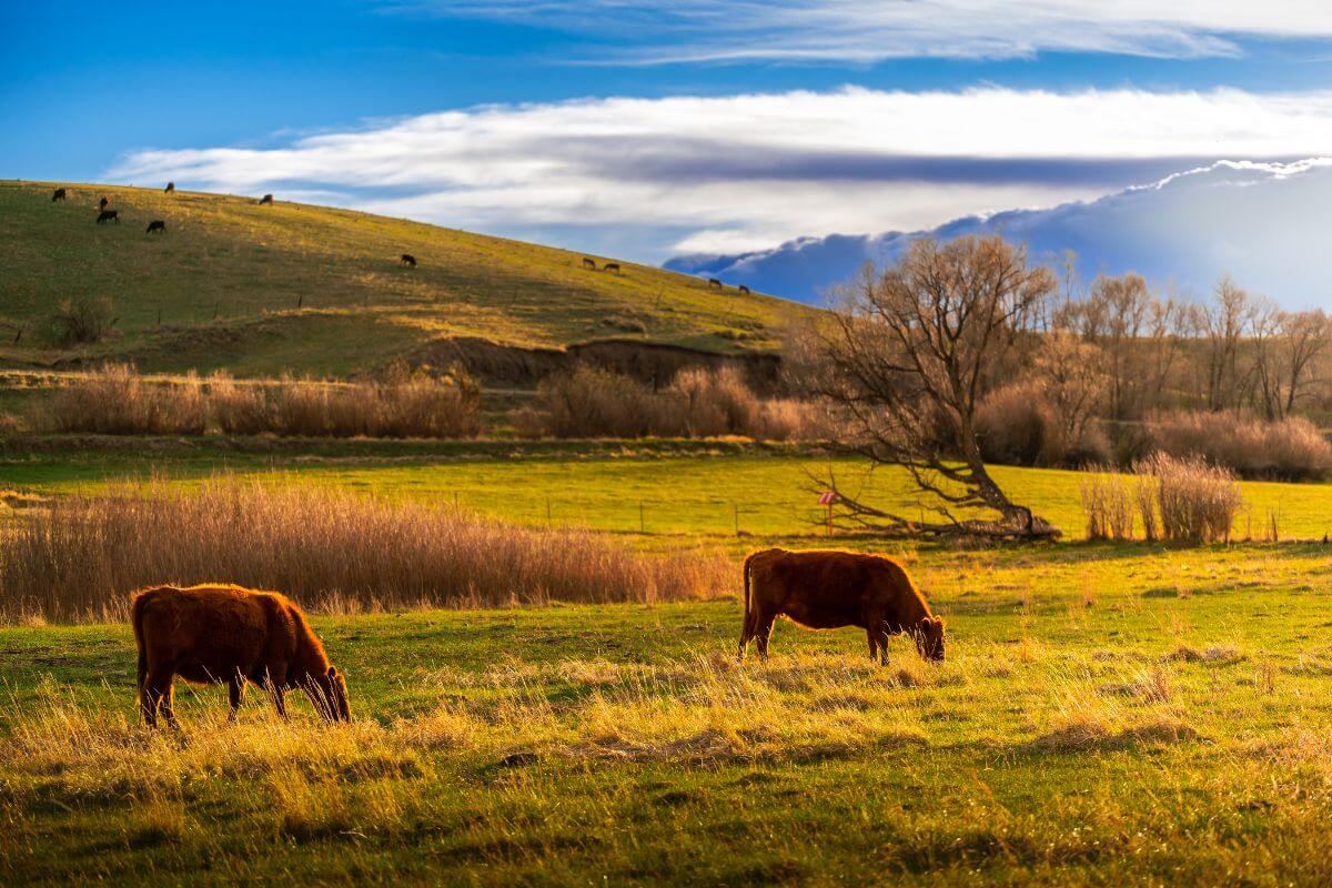 Two cows grazing in a field in Montana