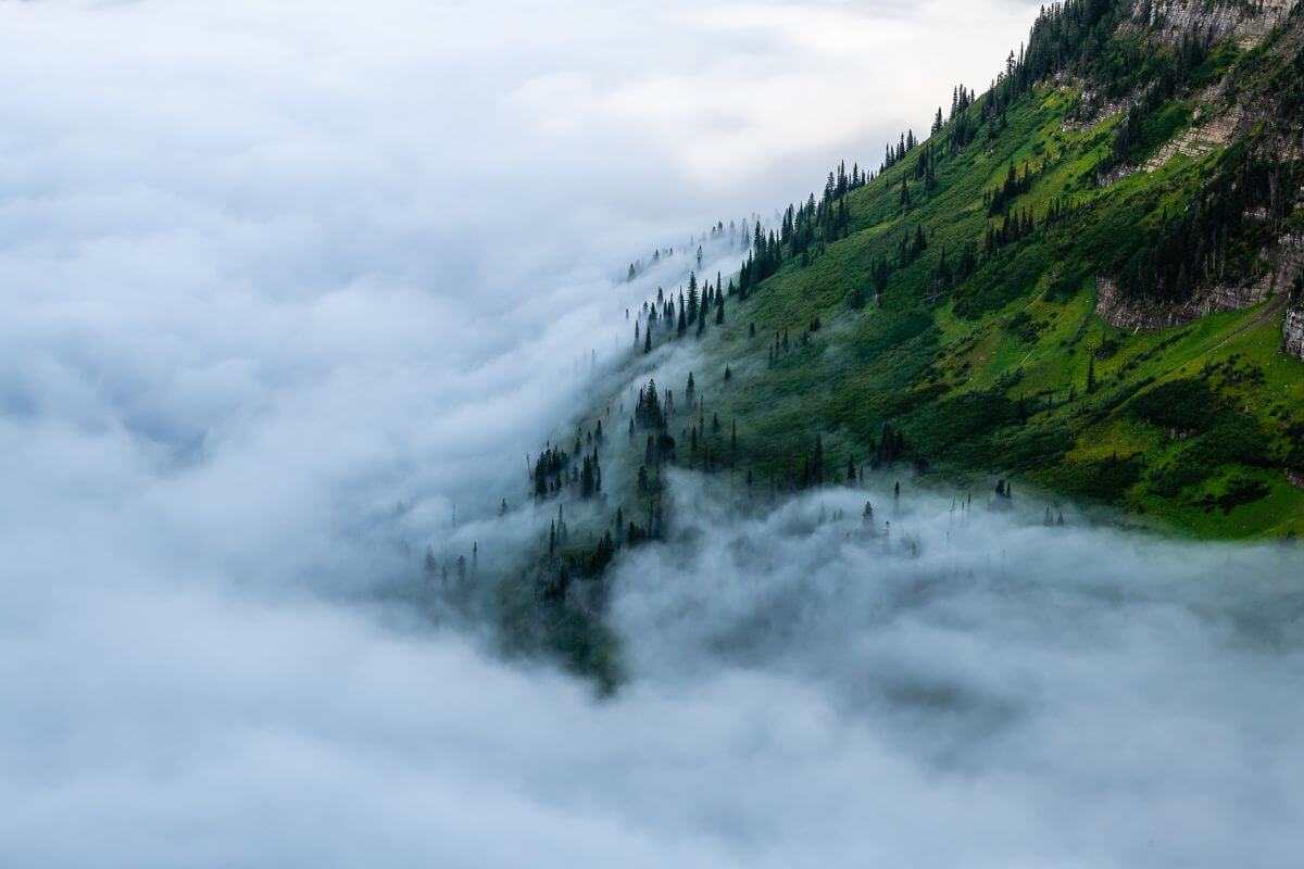 A Lush Green Mountainside Partially Enveloped by a Fog in Glacier National Park