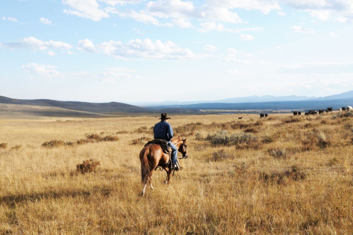 A man riding a horse in a field in Montana.