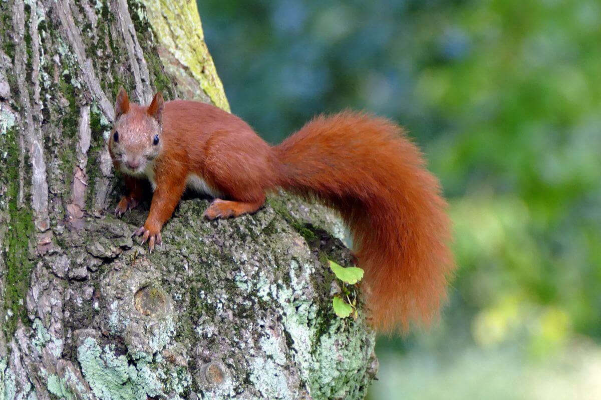 A Montana red squirrel with a bushy tail stands on the trunk of a large tree.