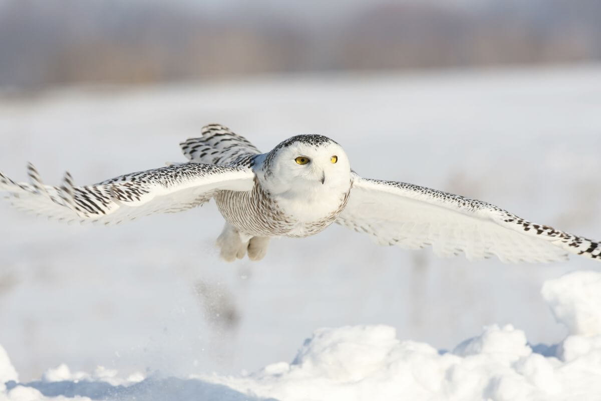 A snow owl, one of the most common Montana winter birds, in mid-flight with its wings fully spread against a snowy landscape.