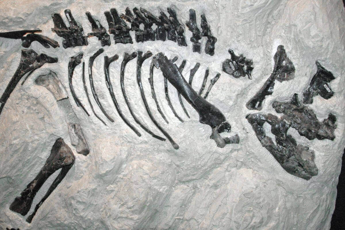 A museum in Montana displays a fossilized skeleton of a dinosaur.