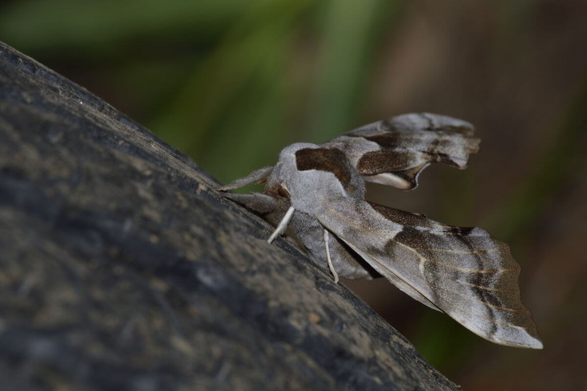 A Sphingdae Moth