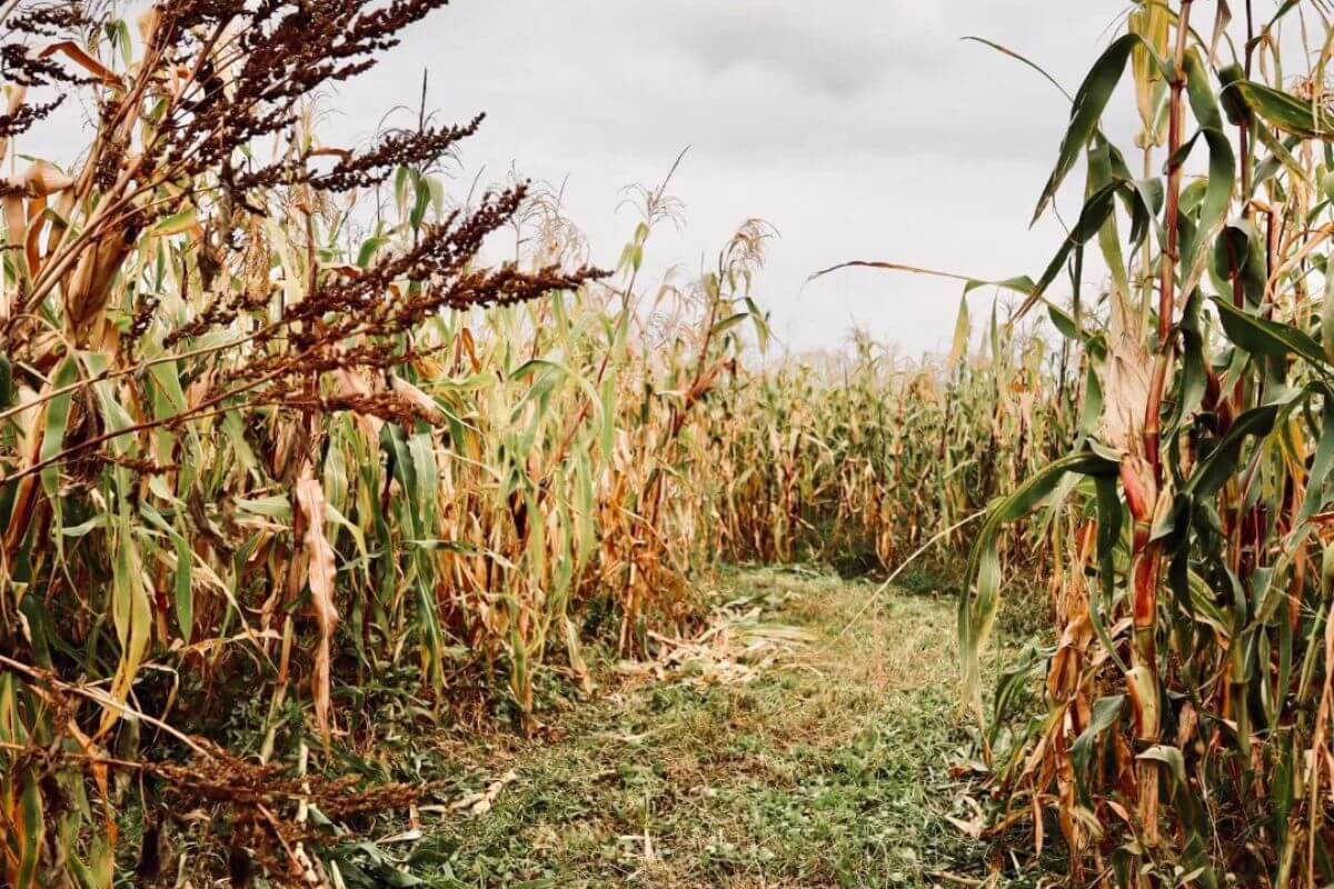 A path through the T&C Farms corn maze where corn stalks are starting to age and wilt