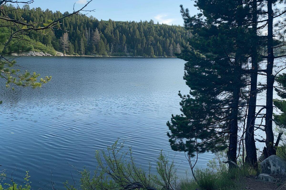 A peaceful lakeside view of Trask Lakes features gently rippling water surrounded by dense evergreen forests under a clear sky