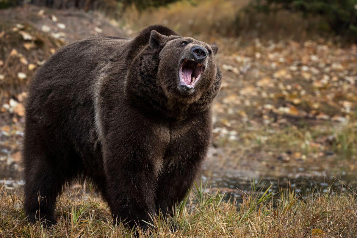 A Montana grizzly bellows out a roar while standing on a grassy patch.





