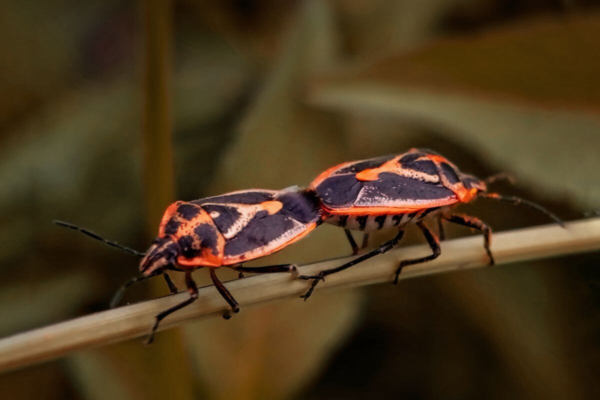 Two-Spotted Stink Bug