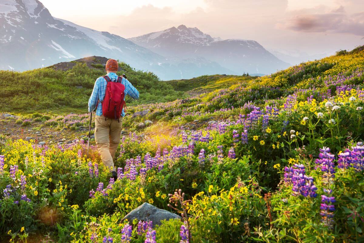 A hiker with a red backpack traverses the Waterton Valley Trail, surrounded by a vibrant alpine meadow dotted with purple wildflowers.