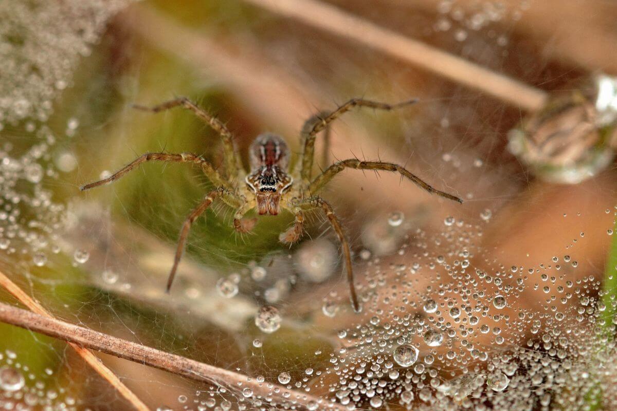 A house spider, one of the web-spinning Montana spiders, surrounded by dew-covered webs and foliage.