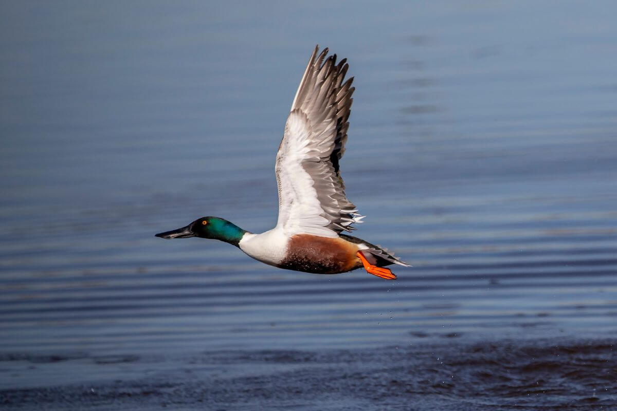 A northern shoveler duck is flying low over the waters of Black Coulee Wildlife Refuge in Montana.