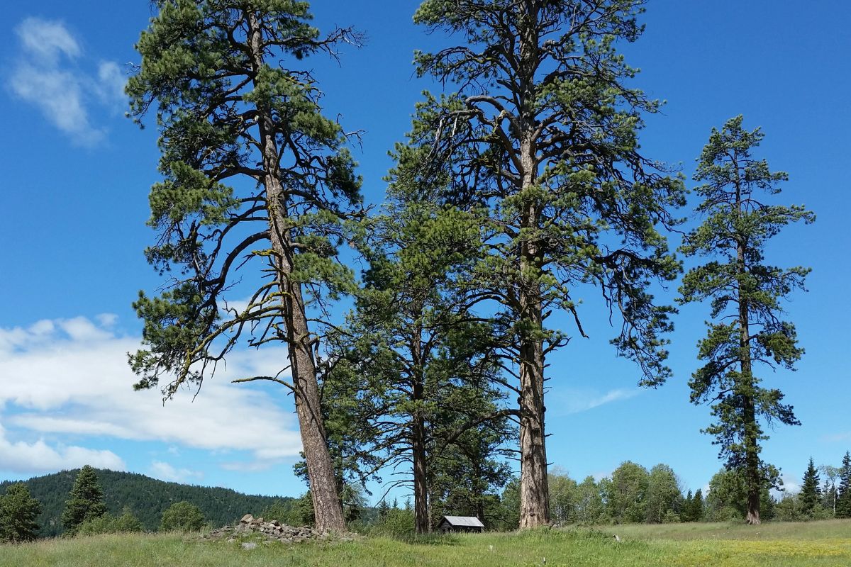 Ponderosa Pine Trees With a Blue Sky