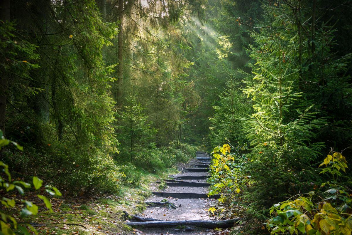 The Yellow Mule Trail leads to Ousel Waterfall, with wooden steps guiding the way through lush green trees.