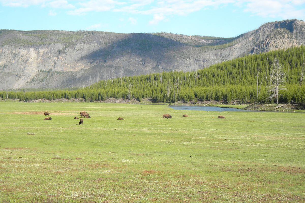 Bison grazing on lush green grass in Montana.