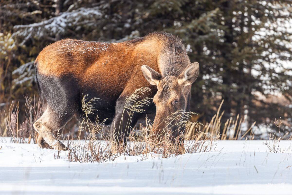 A moose forages in snowy wilderness on a Yellowstone Wild Montana nature tour.