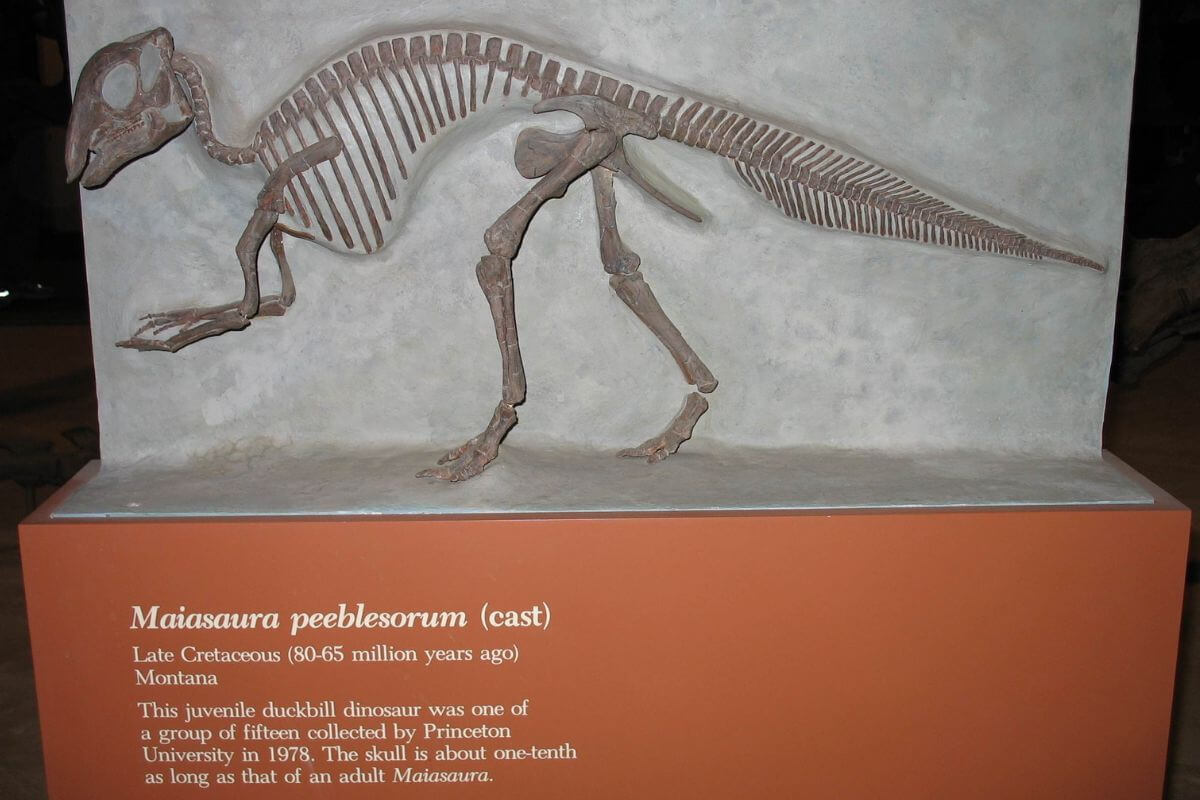 A Dinosaur Skeleton on Display at a Museum in Montana