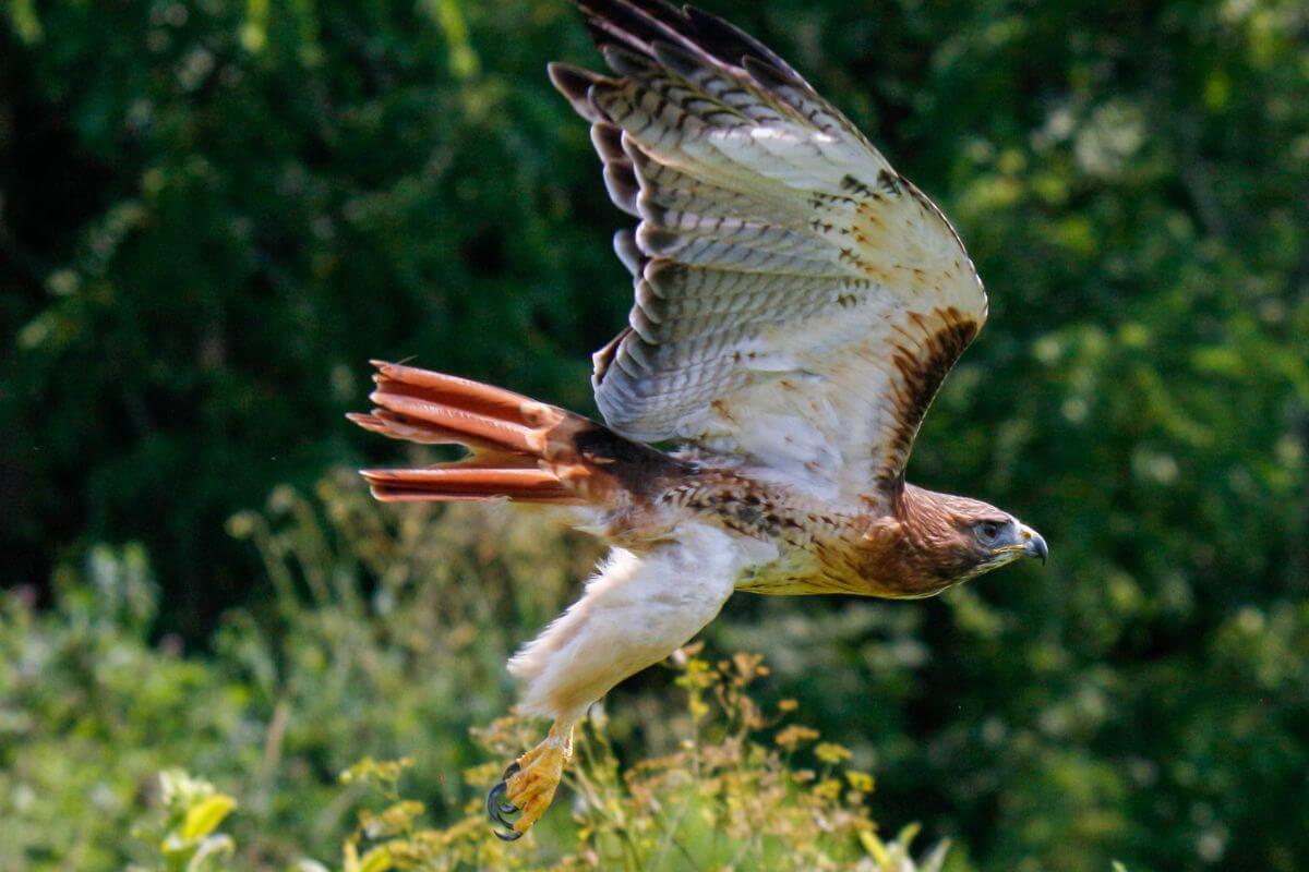 A red-tailed hawk in mid-flight showcases its wide wings and intricate plumage.