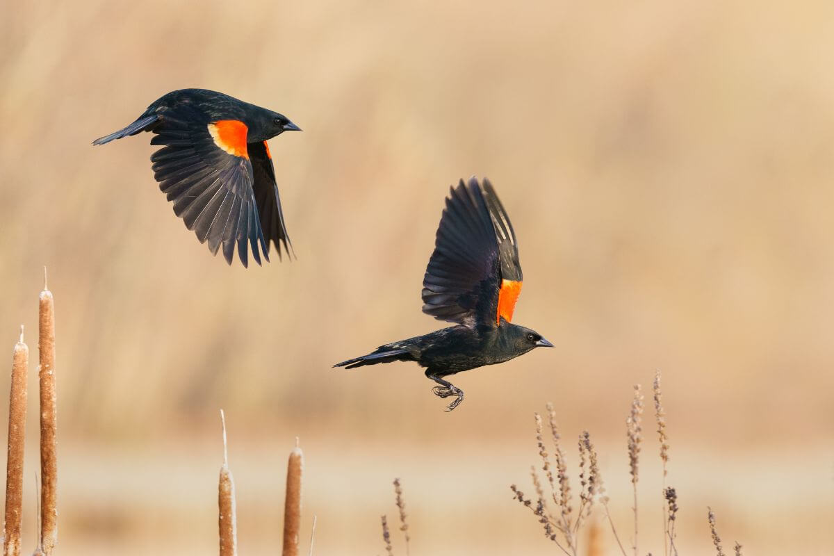 Two red-winged blackbirds in flight over a marshy area in Montana.