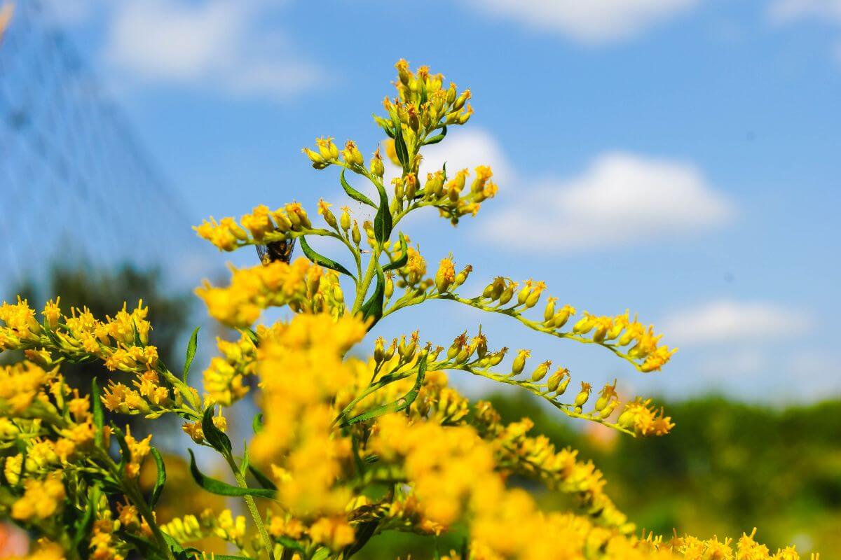 An up-close view of beautiful Goldenrod wildflowers under a blue sky in Montana