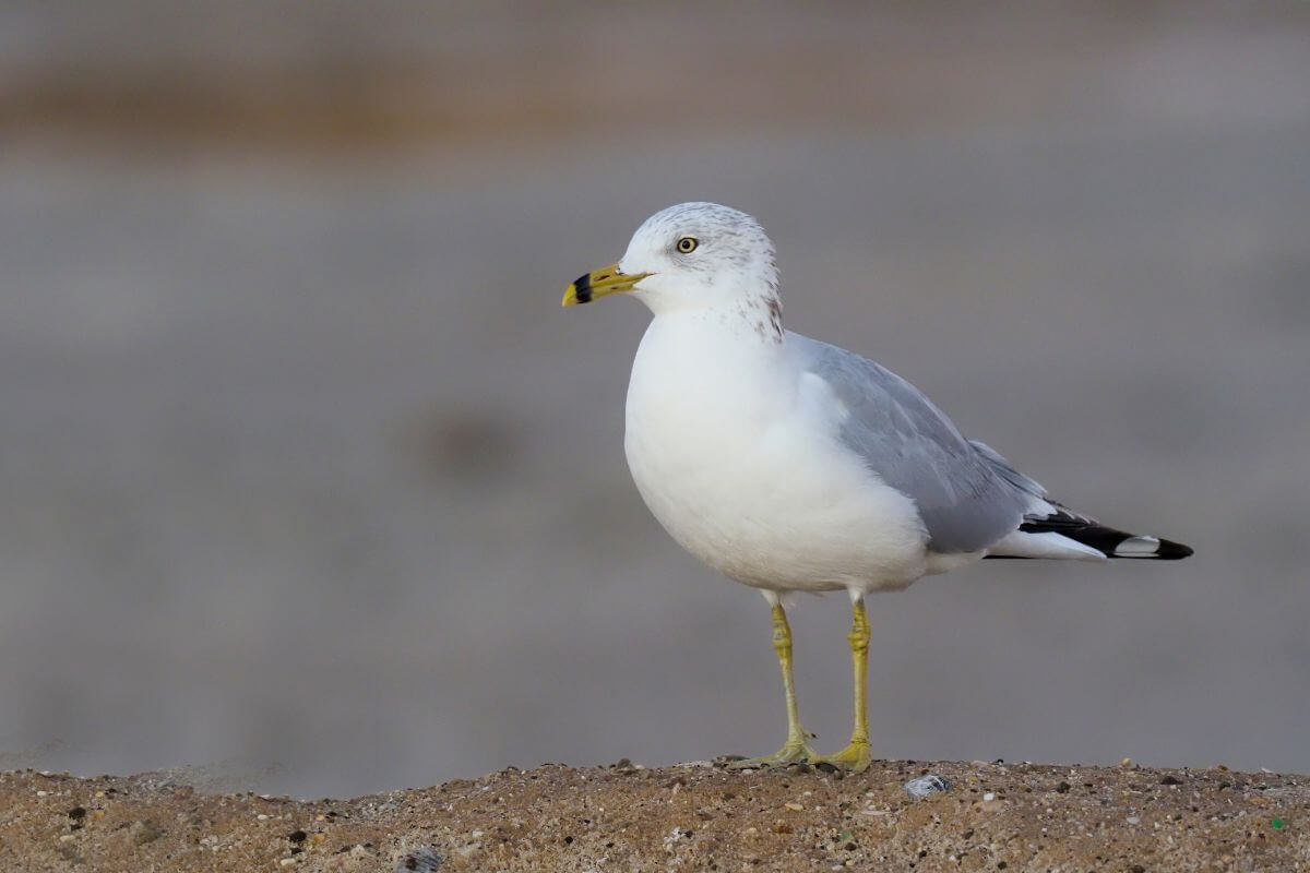 A lone ring-billed gull stands on a sandy area by a garbage dump in Montana
