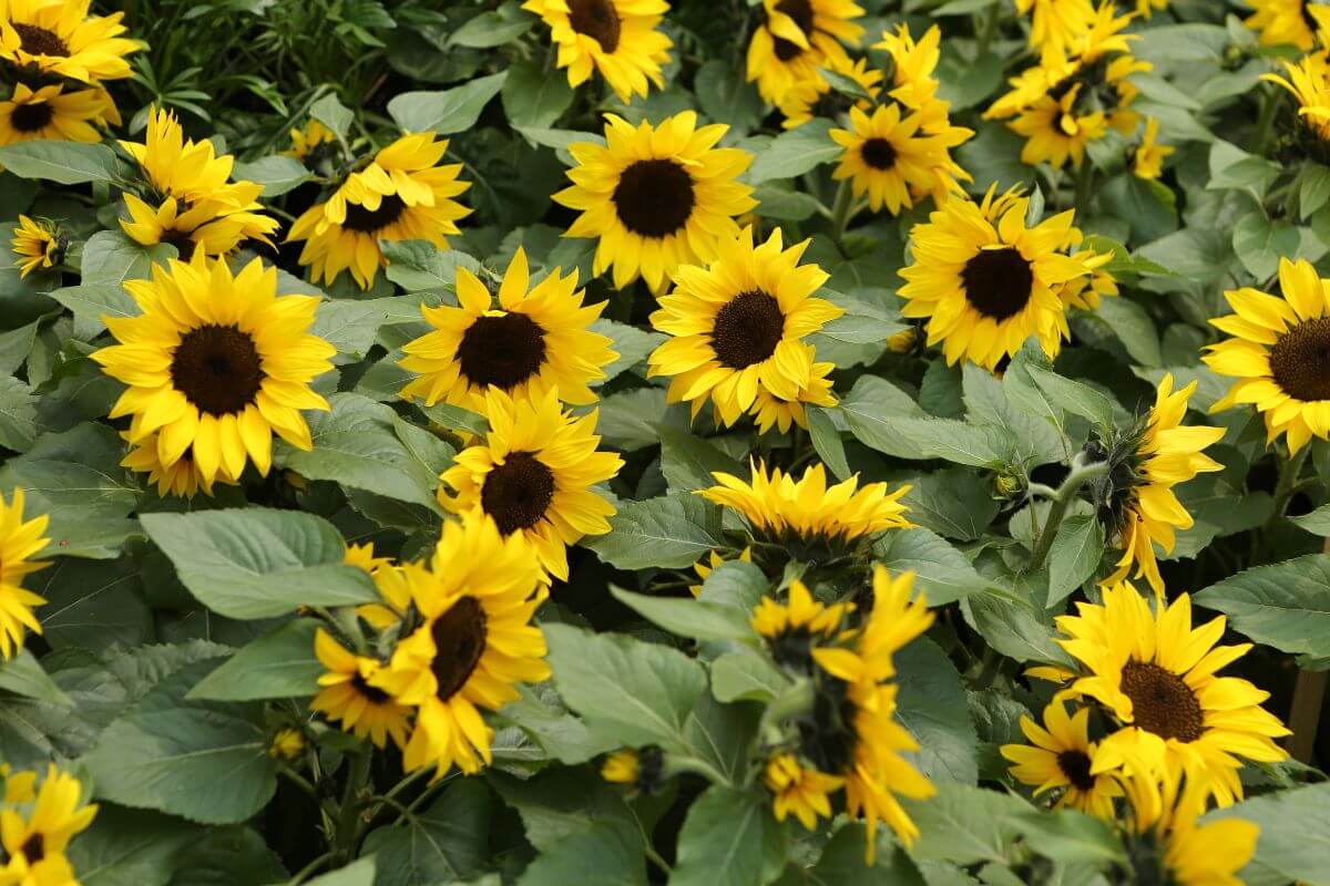 A cluster of Common Sunflower flowers in a garden in Montana