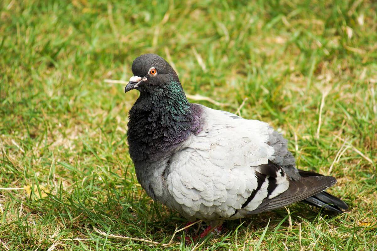 A rock pigeon with iridescent feathers around its neck rests on a grassy area in Montana.