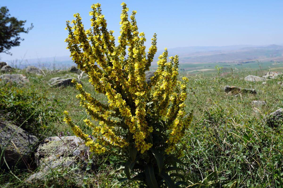 The Common Mullein wildflower pictured in the Montana bush