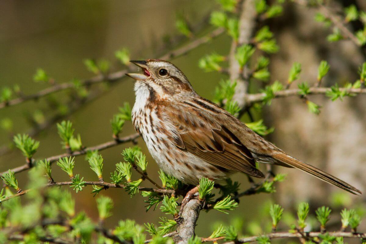 A song sparrow sings while perched on a branch surrounded with budding green leaves in a Montana forest