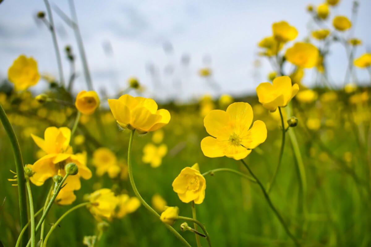 A close up of yellow Buttercups in a beautiful Montana meadow