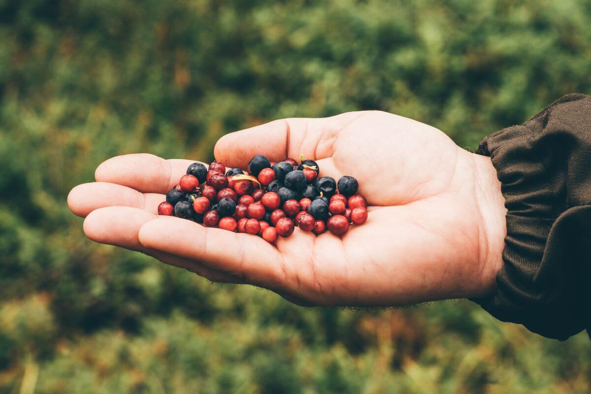 A Person in Montana Holding a Handful of Huckleberries