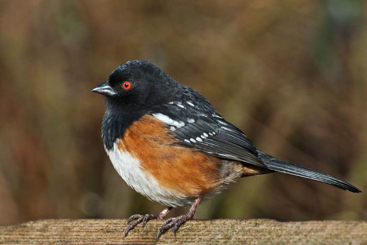 A spotted towhee perched on a wooden fence in a residential area in Montana