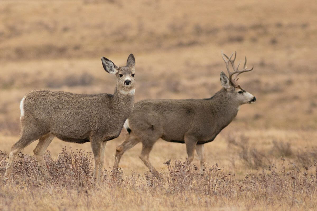 Two Deers Standing in a Dry Plain in Montana