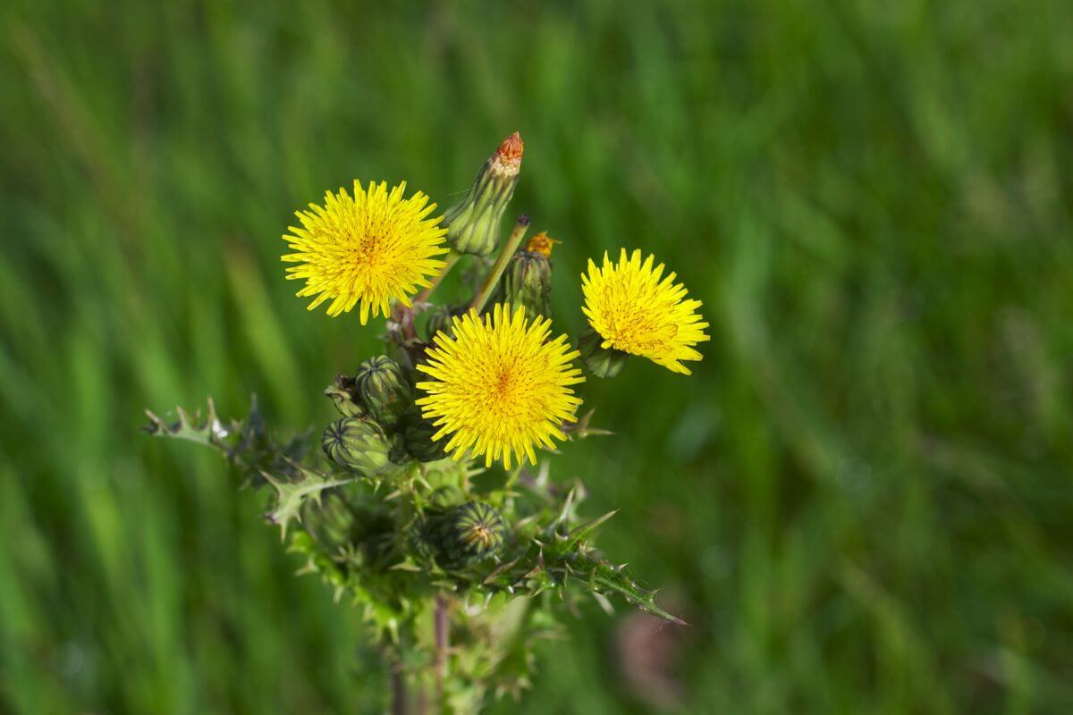 A close-up of a yellow Spiny Sow-Thistle wildflower in the Montana grasslands