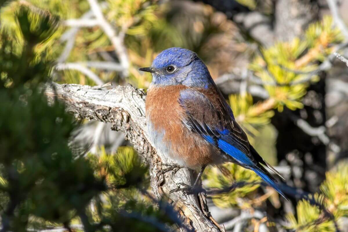 A vivid western bluebird perched on a gnarled branch surrounded by dense pine needles in a Montana forest.