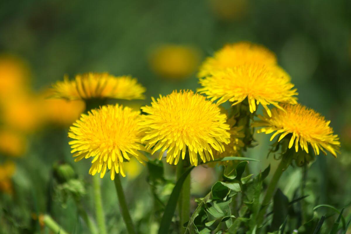 A cluster of yellow dandelions in a Montana meadow