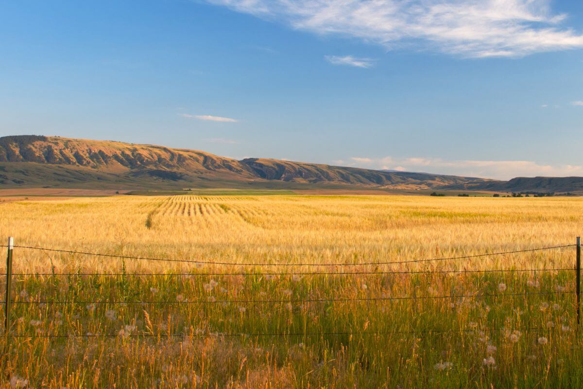 A Vast Wheat Field Set Against a Backdrop of Majestic Mountains in Montana