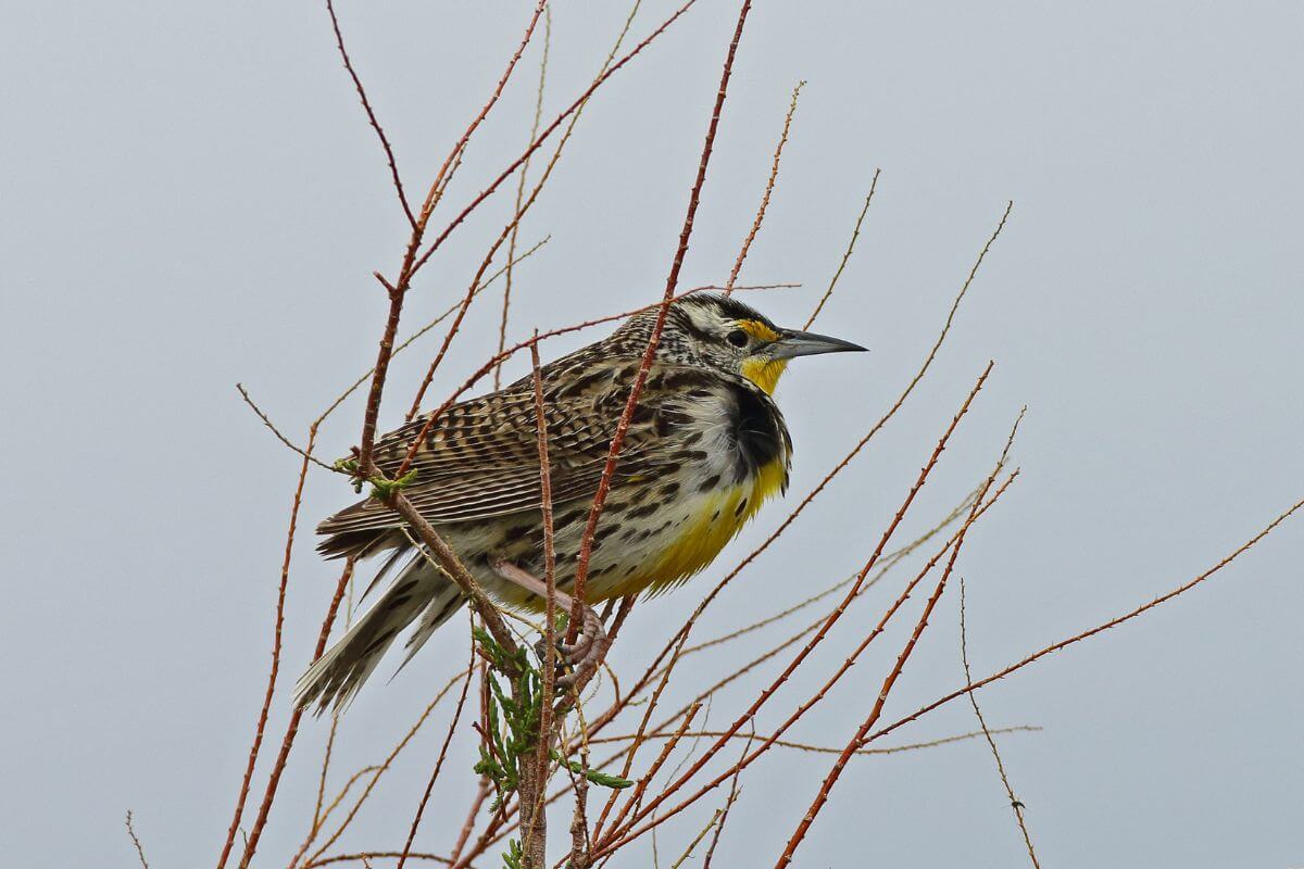 A western meadowlark perched on thin, red branches against a cloudy sky in the Montana woodlands.